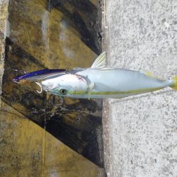 ツバスのちコノシロ